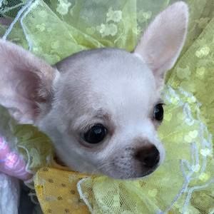 Meet your Posher, Pamela